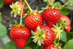 como conservar morangos