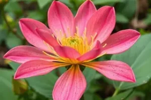 plantas que florescem uma vez na vida