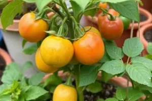 frutíferas em vasos