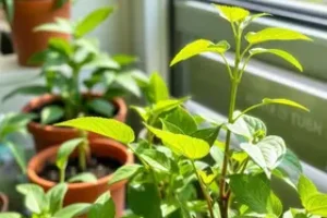 plantas para ambientes com pouca luz